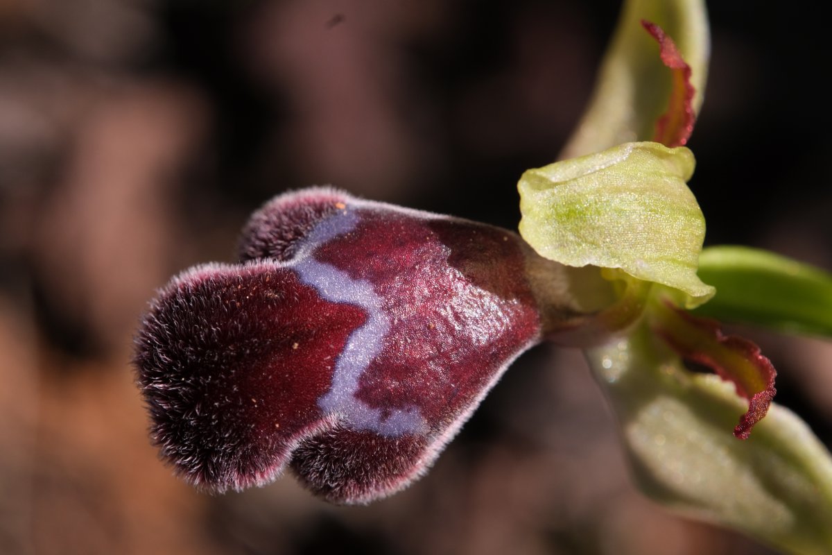 Orchidee di Marzo - Dalla Grecia con passione